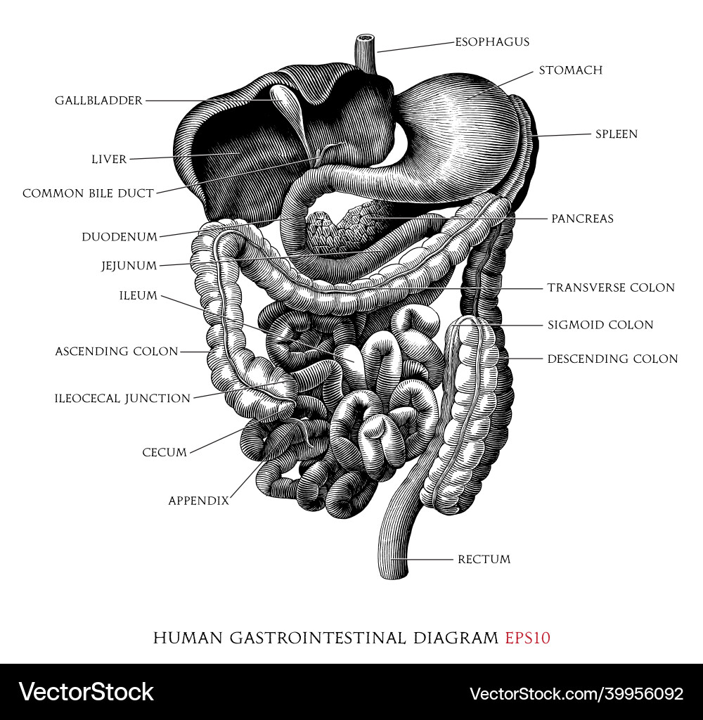 Menschliches Gastrointestinal System Diagramm Handzug Menschliches Gastrointestinal System Diagramm Handzug vektorbild