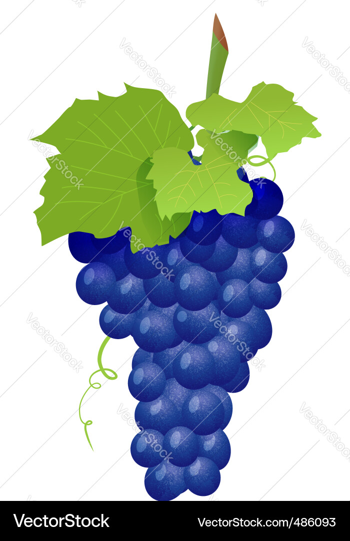 Grape cluster isolated on white Vector Image