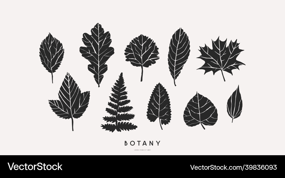 Stock set of tree and herbal leaf silhouettes vector image