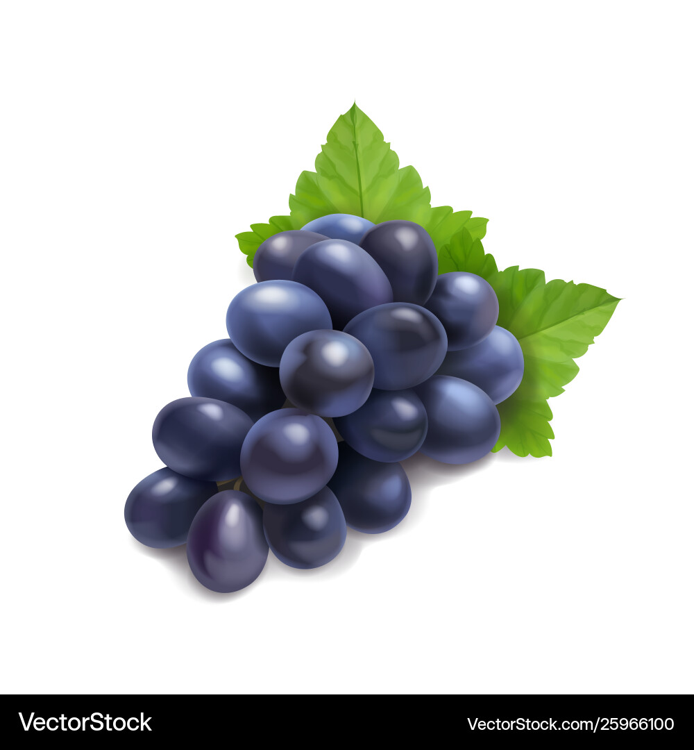 Dark red grape branch with green leaf Dark red grape branch with green leaf vector image