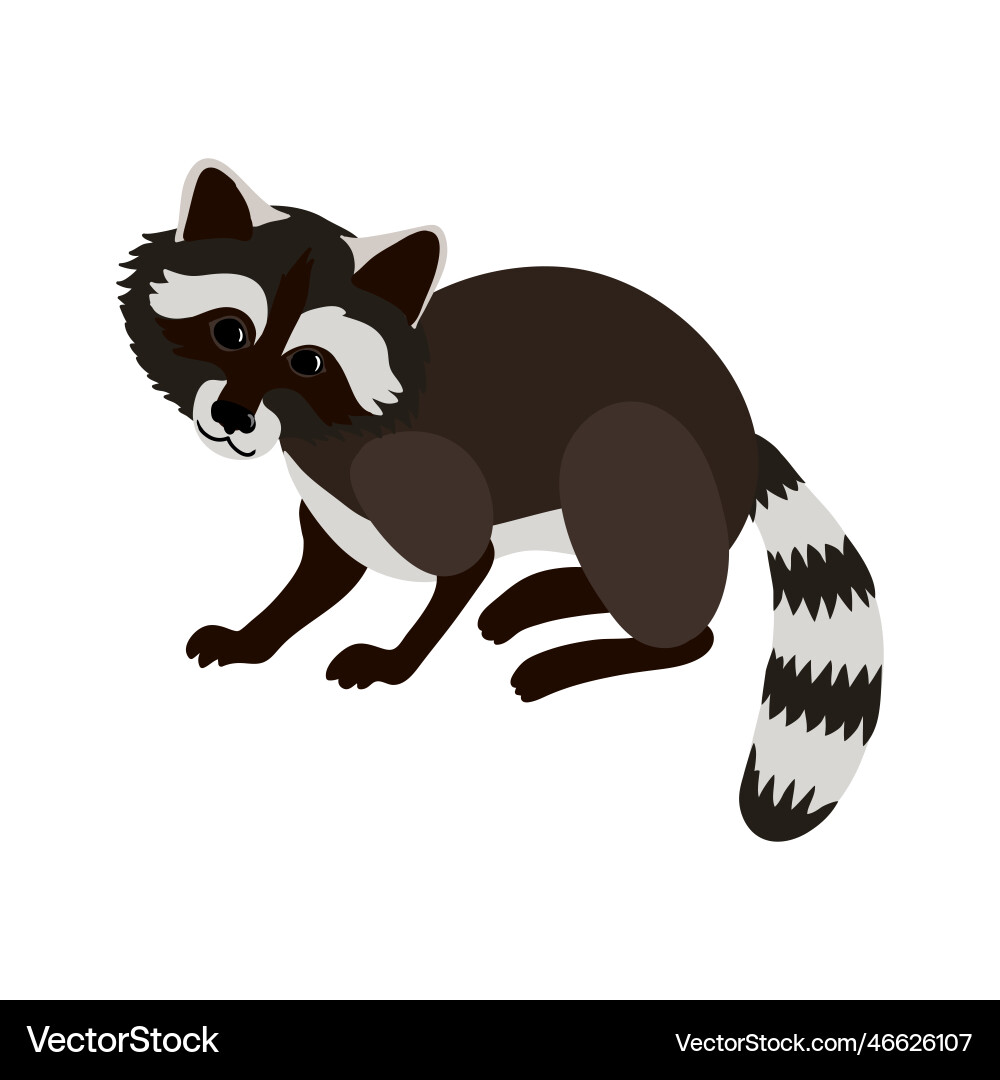 Drawing animal raccoon Royalty Free Vector Image