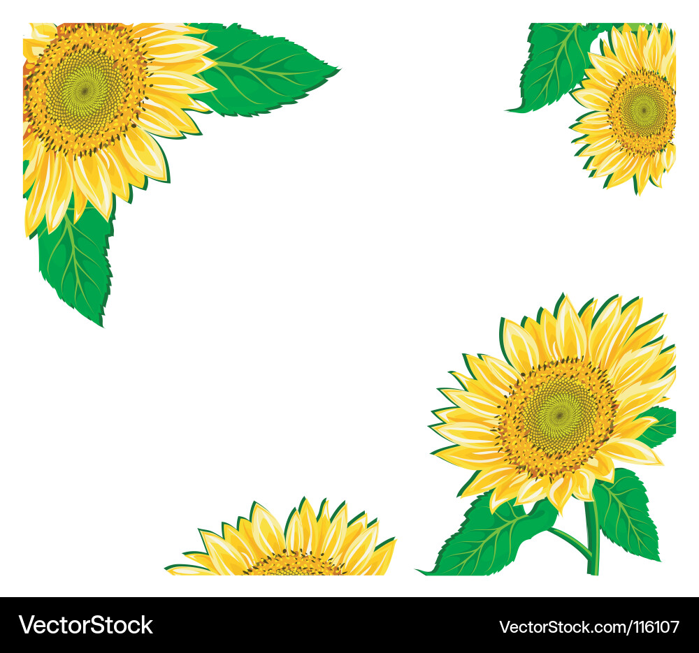 Sunflower framework Vector Image