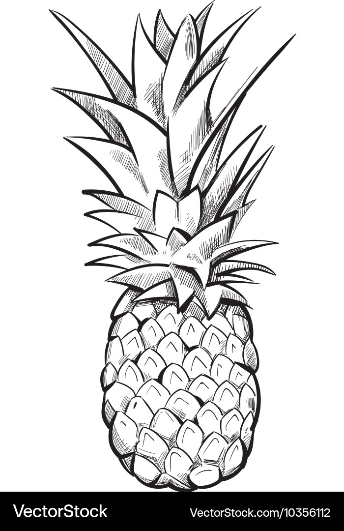 Hand drawn pineapple fruit Royalty Free Vector Image