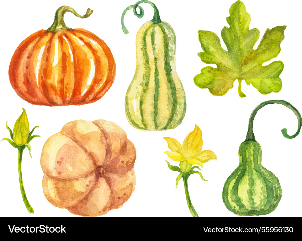 Aquarell Herbst Kürbisse isoliert auf weiß Aquarell Herbst Kürbisse isoliert auf weiß vektorbild