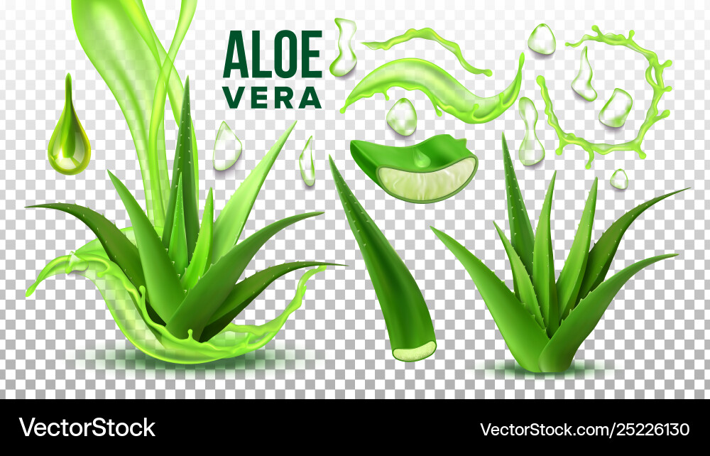 Pharmacy succulent aloe vera elements set Pharmacy succulent aloe vera elements set vector image