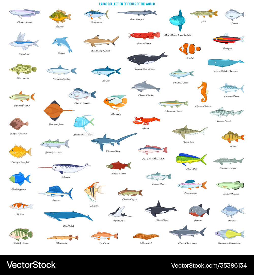 Large collection fishes world