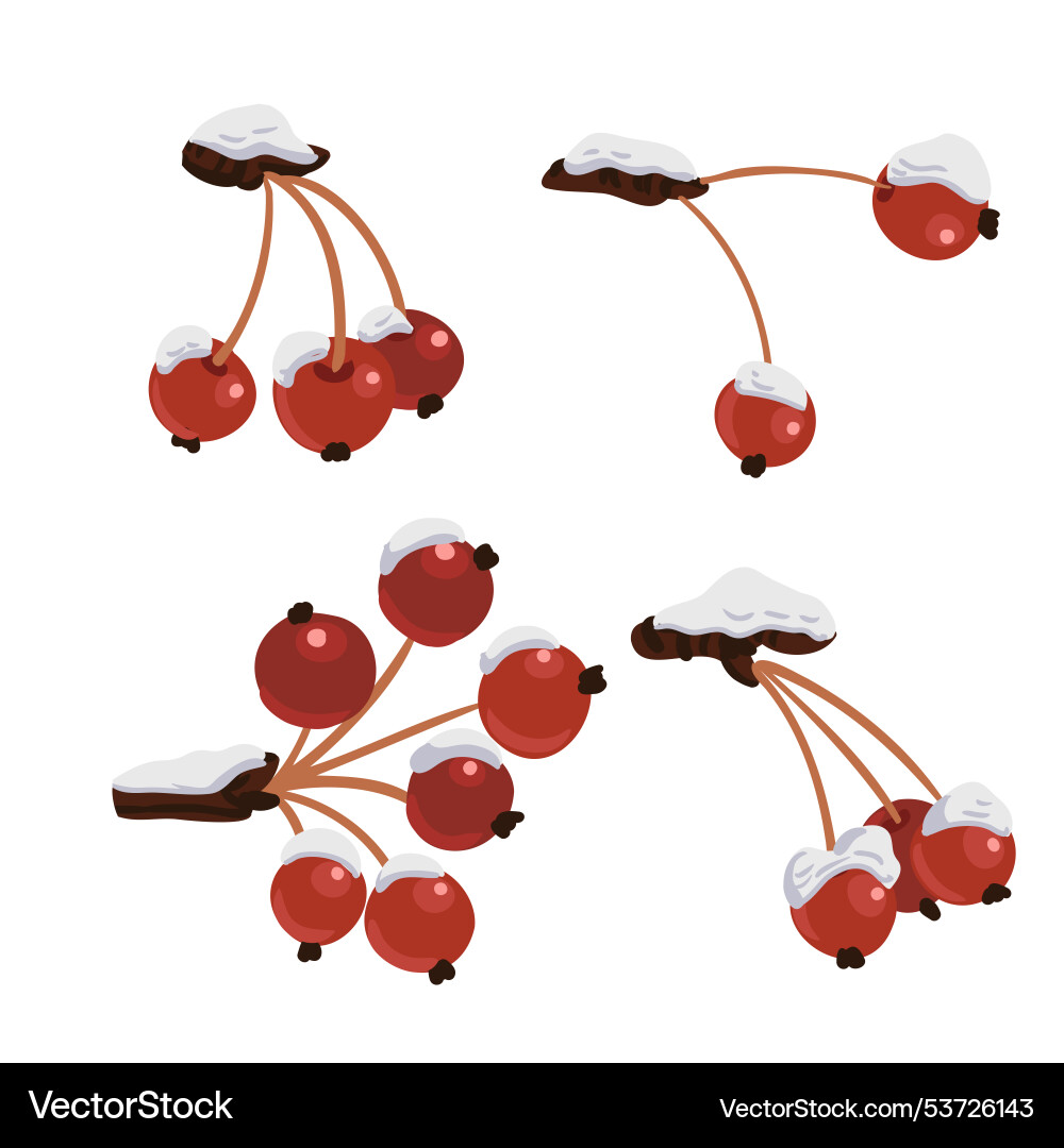Tree branch with berries in winter Tree branch with berries in winter vector image