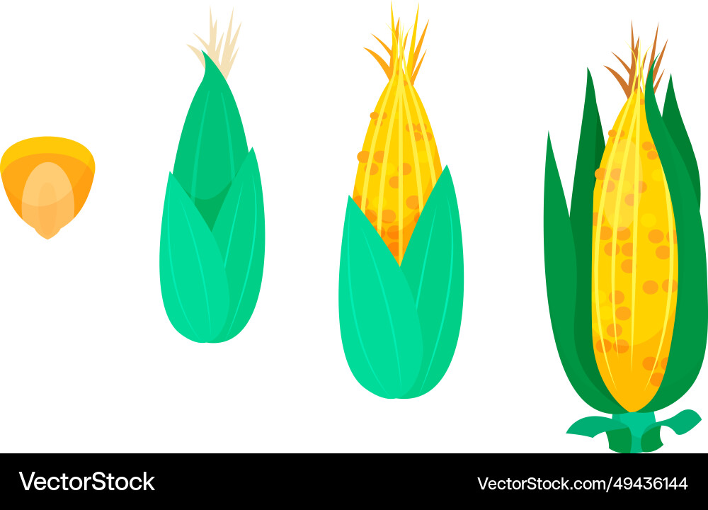 Corn cobs growth stage seed adult maize plant cob Corn cobs growth stage seed adult maize plant cob vector image