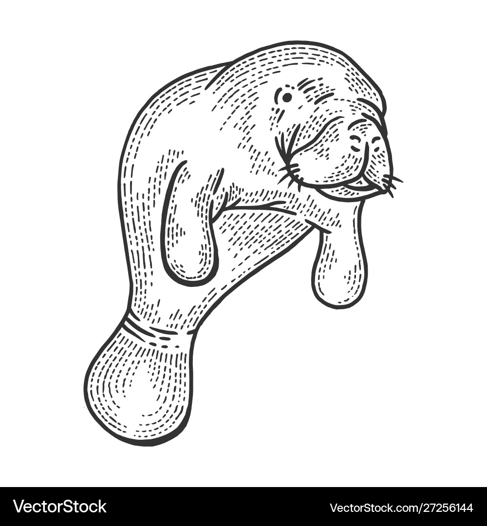 Manatee Sketch - Scratch Board Style vector image