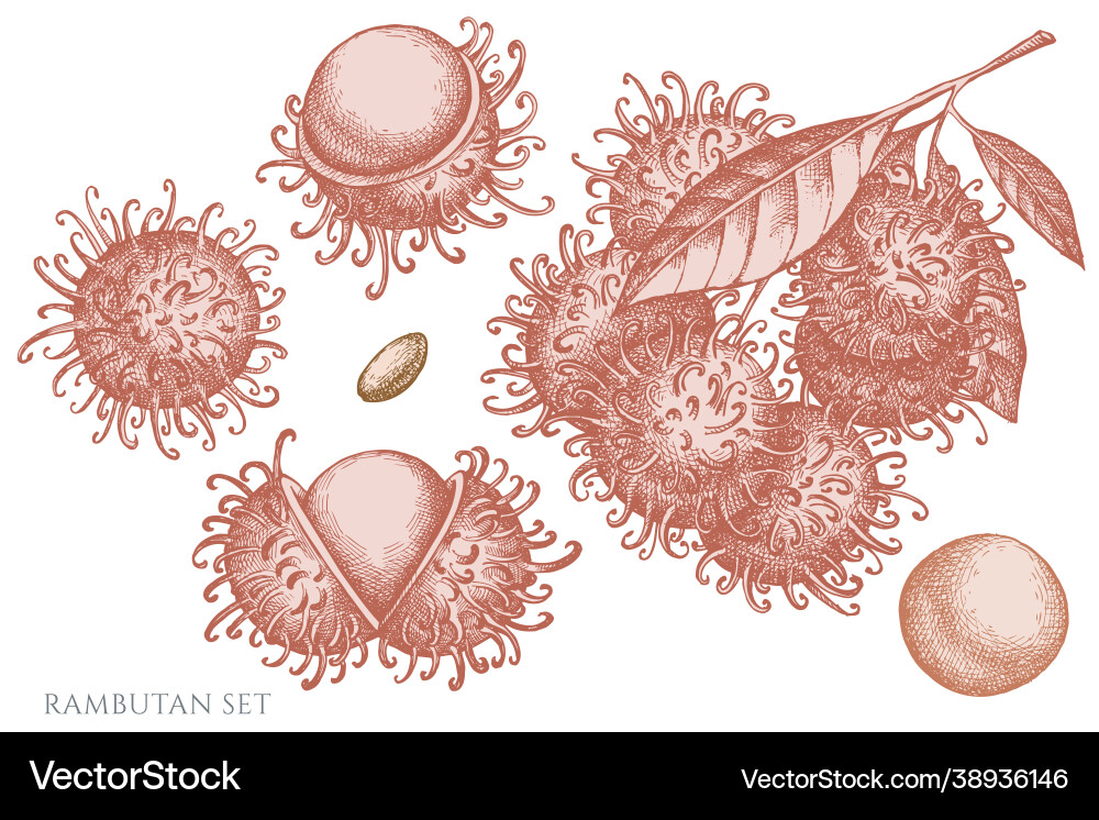 Set hand drawn pastel rambutan Set hand drawn pastel rambutan vector image