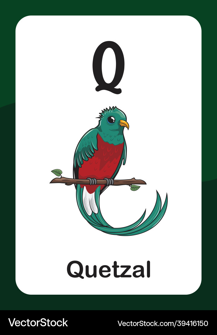 Animal alphabet flash card - q for quetzal bird vector image