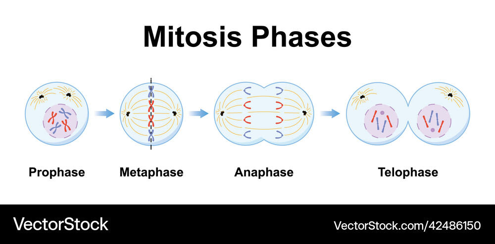 Prophase Labeled Picture