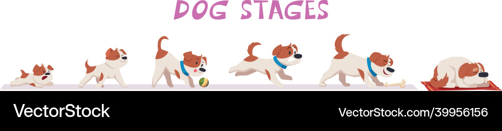 Dog growth puppy and old domestic funny Dog growth puppy and old domestic funny vector image
