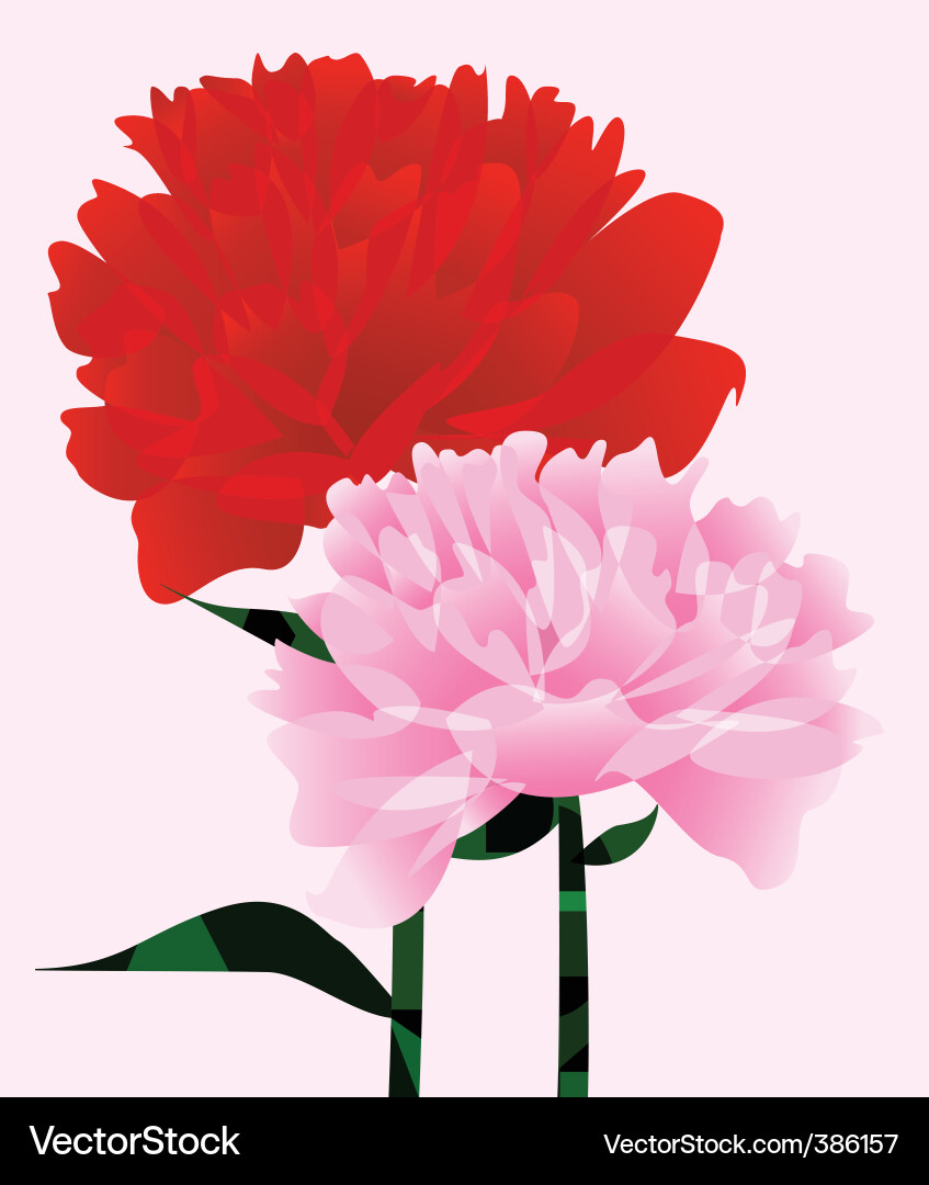 Elegant Peonies Pattern Vector Image