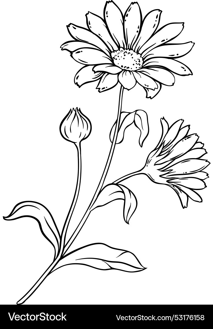 Arnica Pflanze mit Blumenumriss Arnica Pflanze mit Blumenumriss vektorbild
