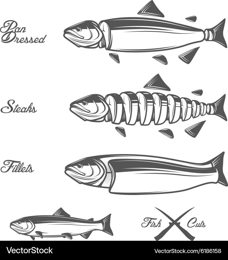 Salmon Cuts and Preparation vector image