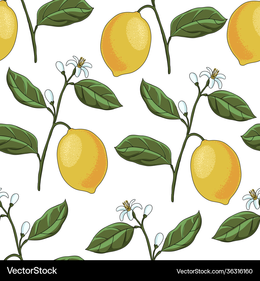 Drawing seamless pattern with lemon branch Drawing seamless pattern with lemon branch vector image