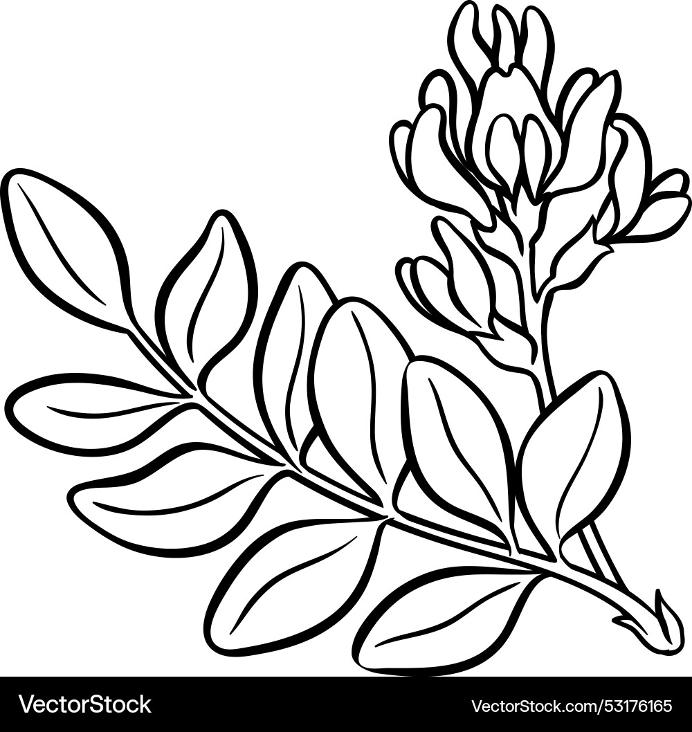Astragalus branch isolated outline Astragalus branch isolated outline vector image
