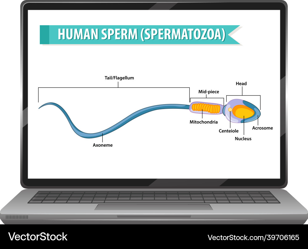 Human sperm on laptop desktop vector image