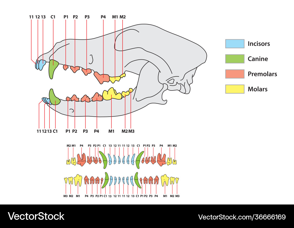 Dog Tooth Dental Formula Chart Royalty Free Vector Image dog-tooth-dental-formula-chart-royalty-free-vector-image
