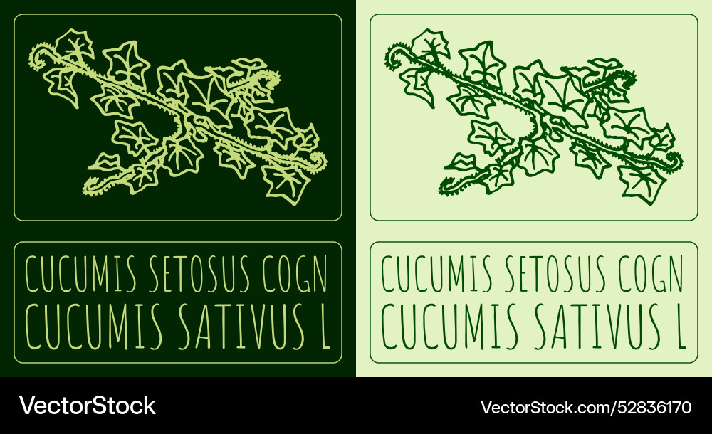 Zeichnen Cucumis setosus cogn hand gezogen Zeichnen Cucumis setosus cogn hand gezogen vektorbild