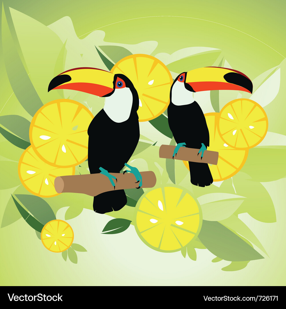 Toucan Vector Image