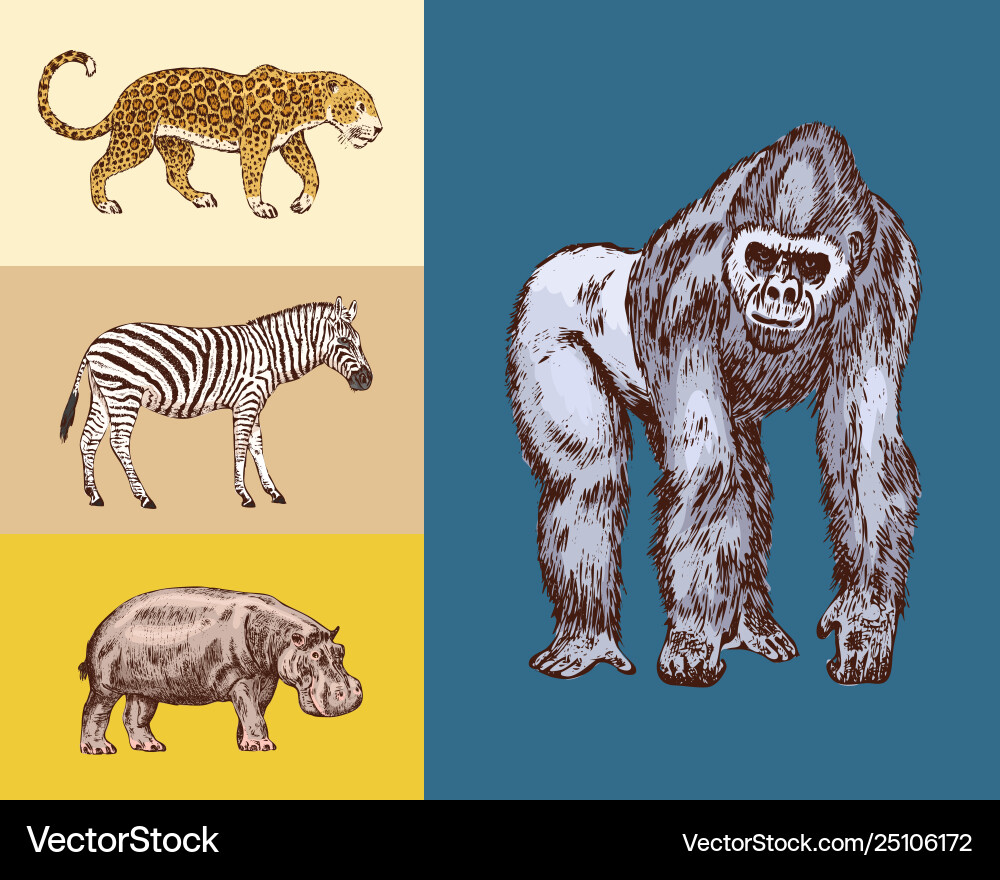 African animals hippopotamus leopard wild zebra African animals hippopotamus leopard wild zebra vector image