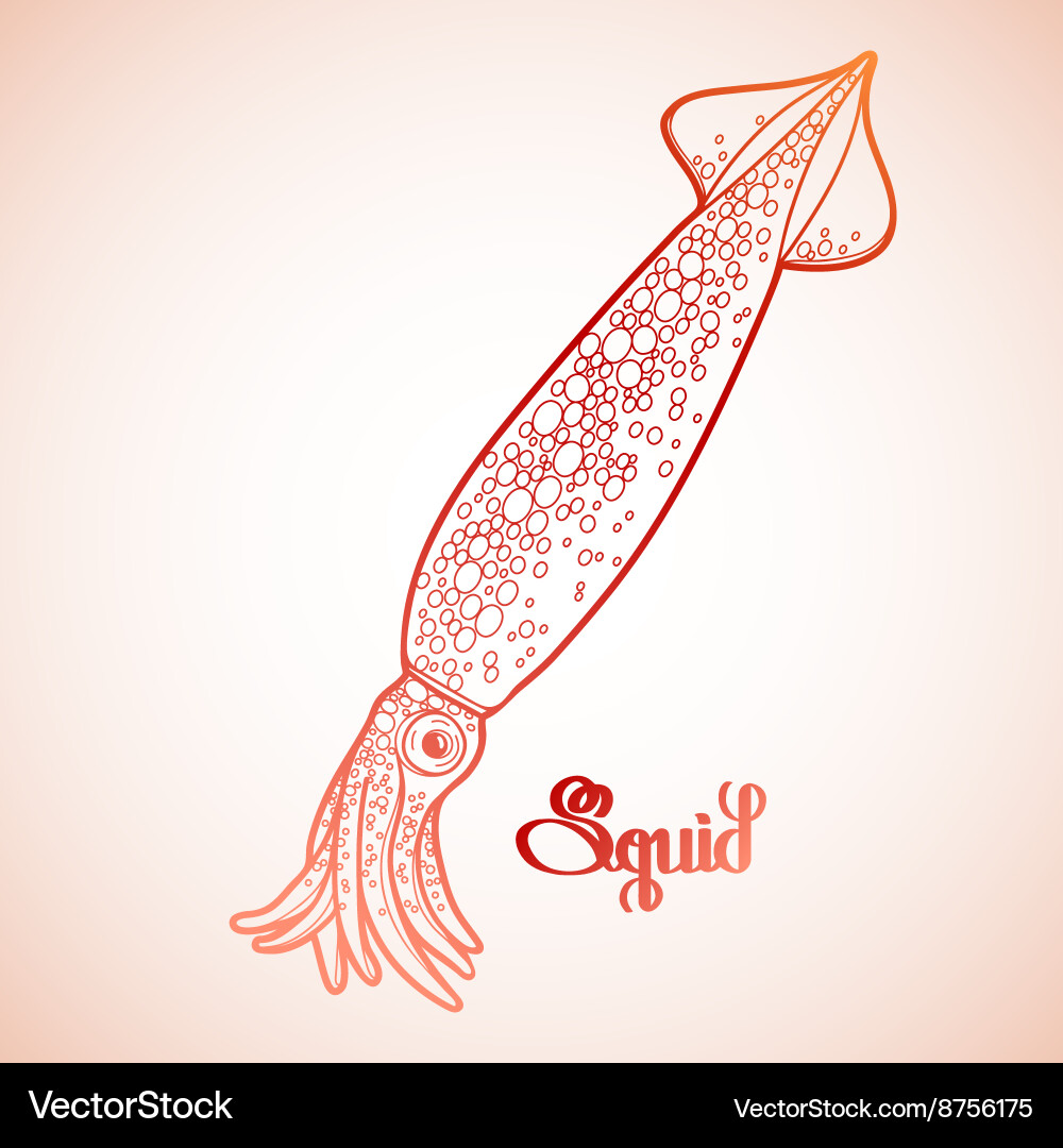 Graphic squid Vector Image
