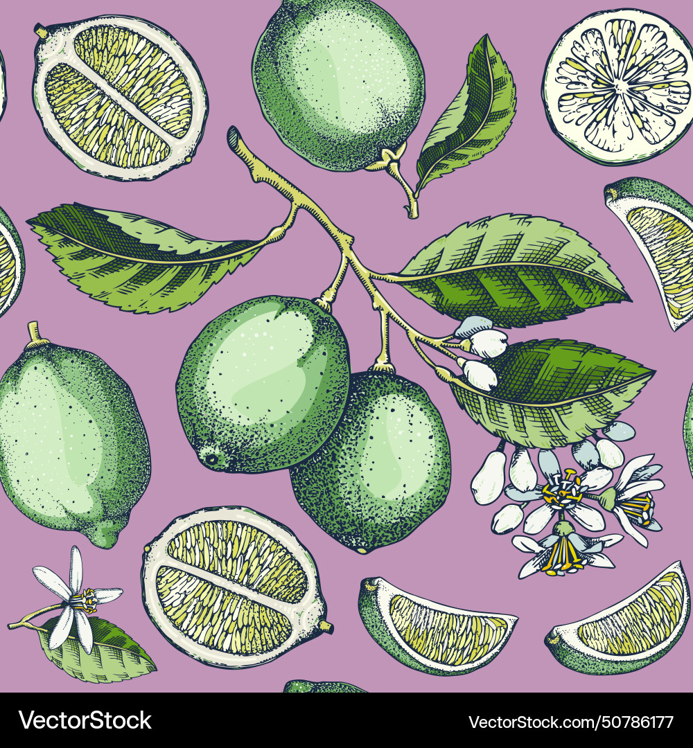 Lime fruit seamless pattern citrus sketches vector image