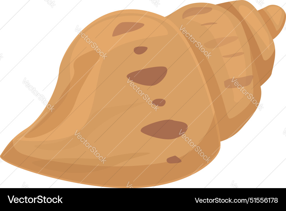 Empty seashell lying on white background Vector Image