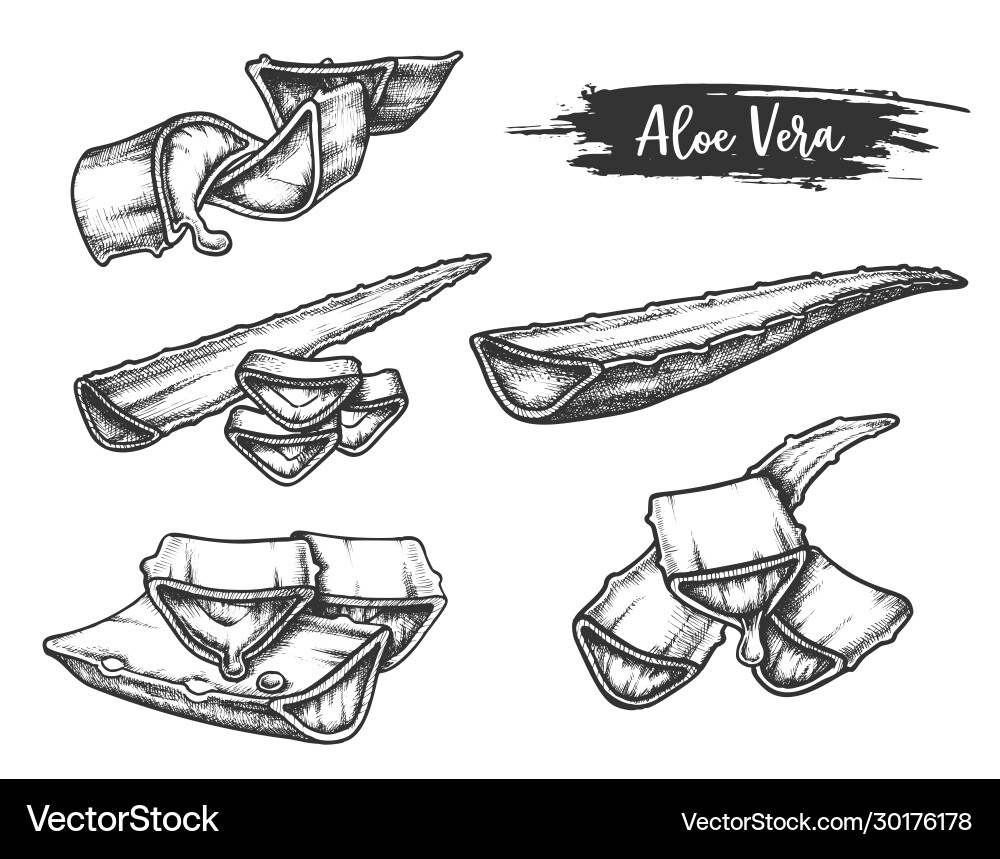 Sliced parts sketch aloe vera plant vector image