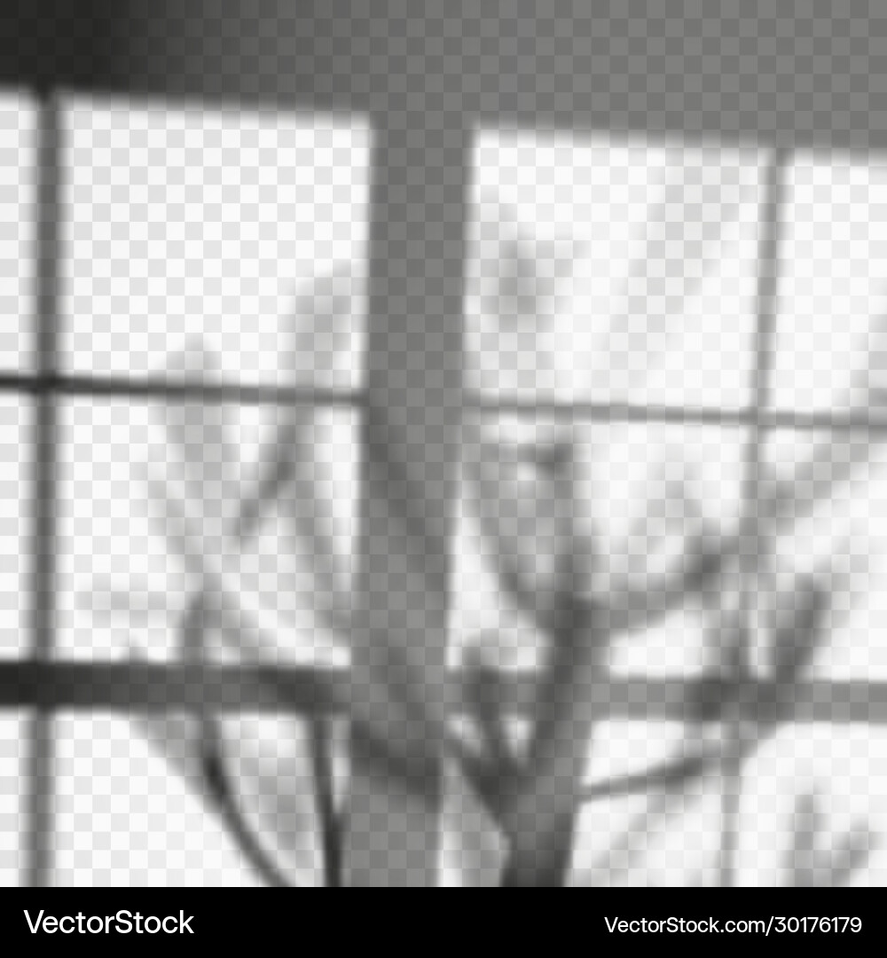 Tree Shadow on Wall - Window Scene Vector Image