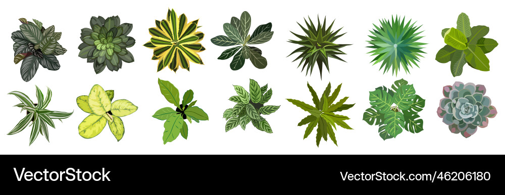 Set of different house plants top view Royalty Free Vector