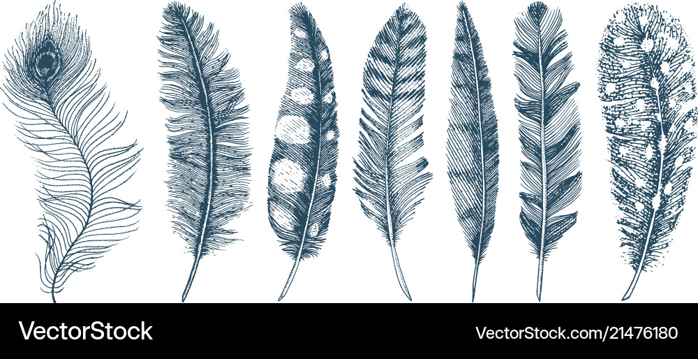 Set of rustic realistic feathers different Set of rustic realistic feathers different vector image