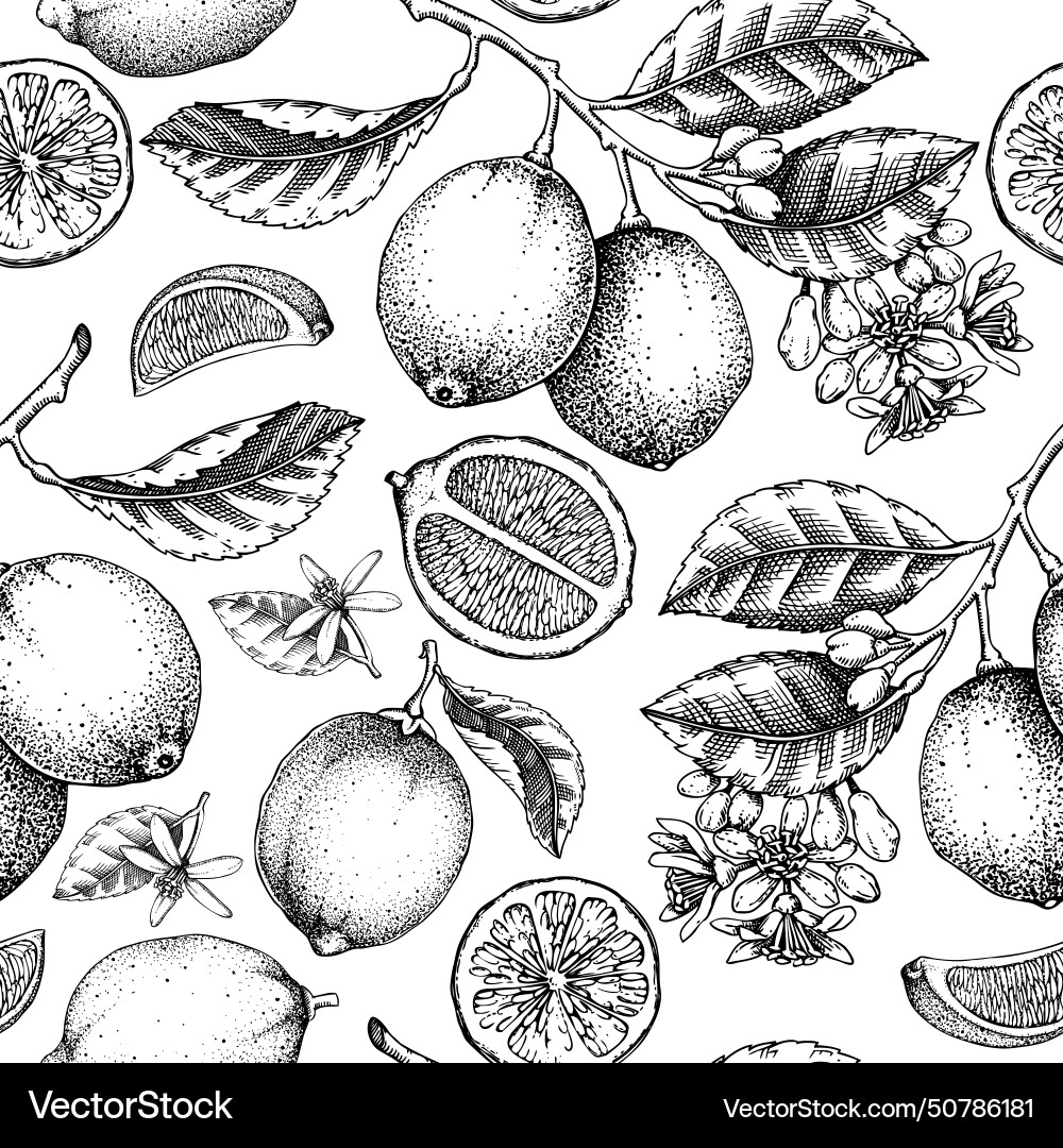 Citrus fruit seamless pattern lime tree branches Vector Image