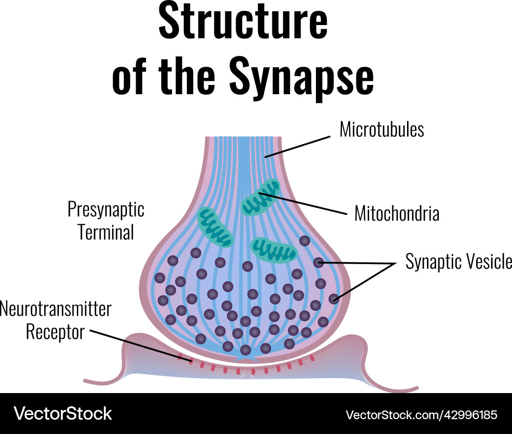 Synapse structure neurology composition Synapse structure neurology composition vector image