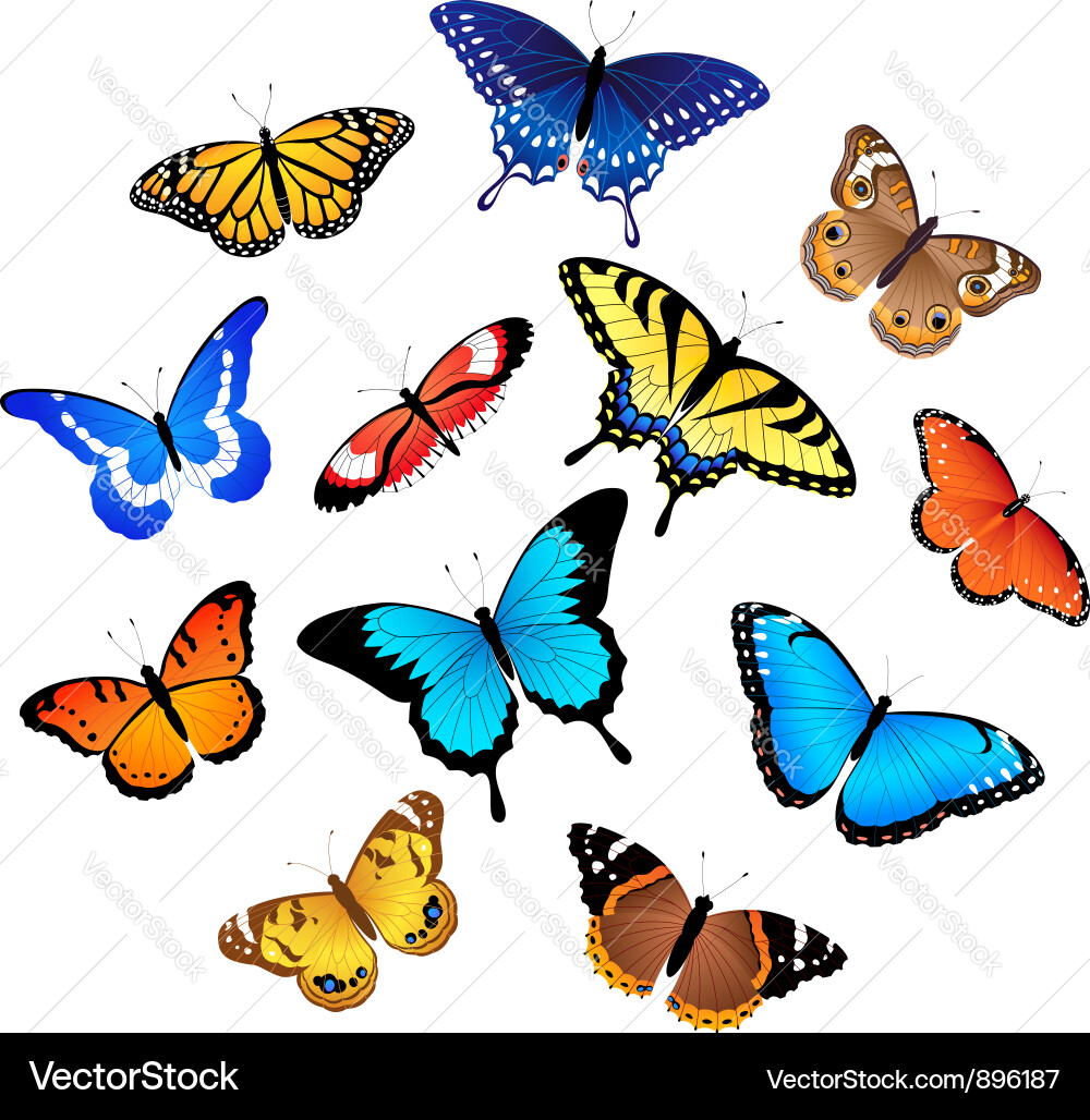 Vibrant Butterfly Collection vector image