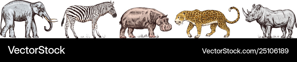 African animals rhinoceros elephant hippopotamus African animals rhinoceros elephant hippopotamus vector image