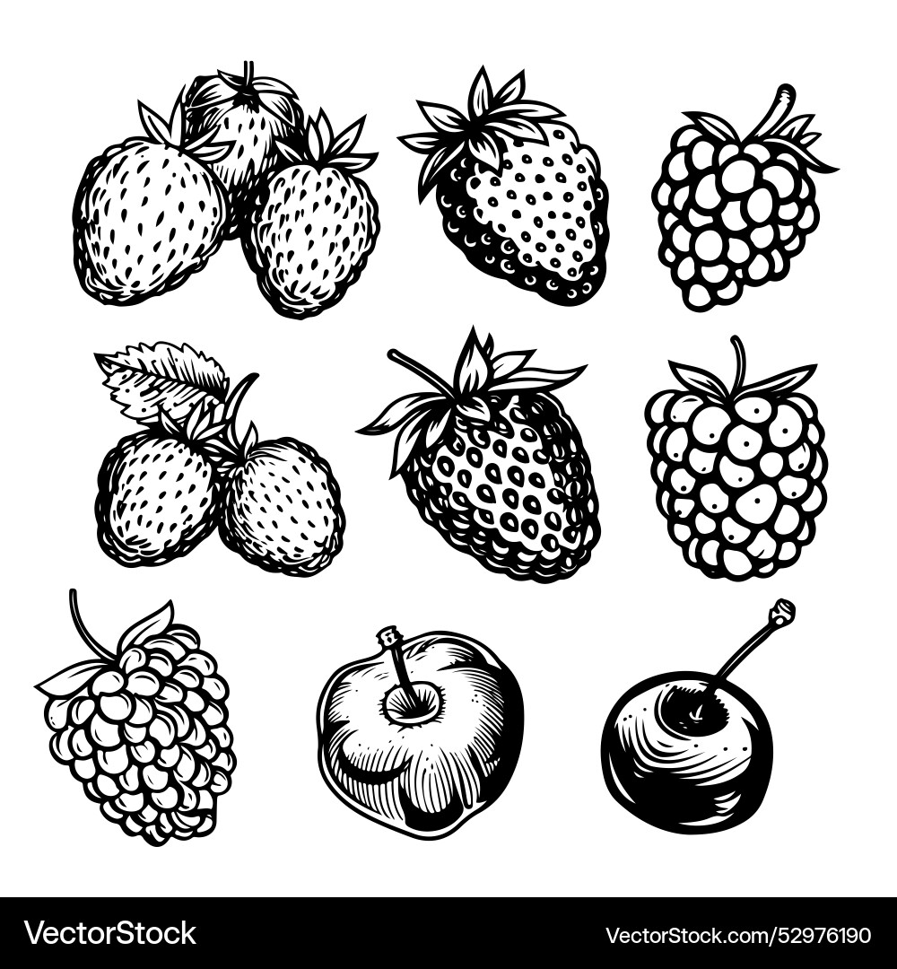 Raspberry drawing Raspberry drawing Vector Image