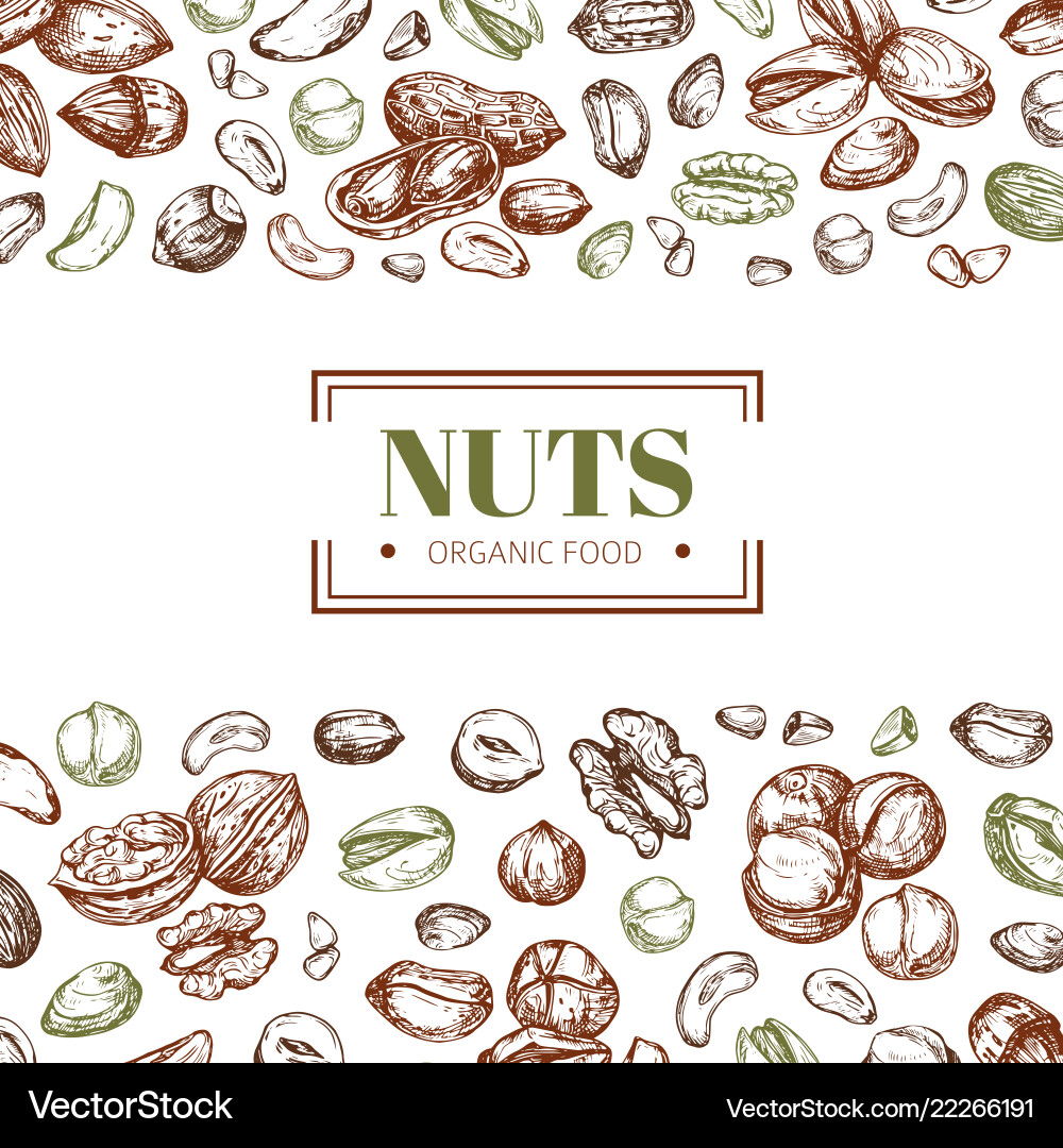 Nut Collection Background vector image
