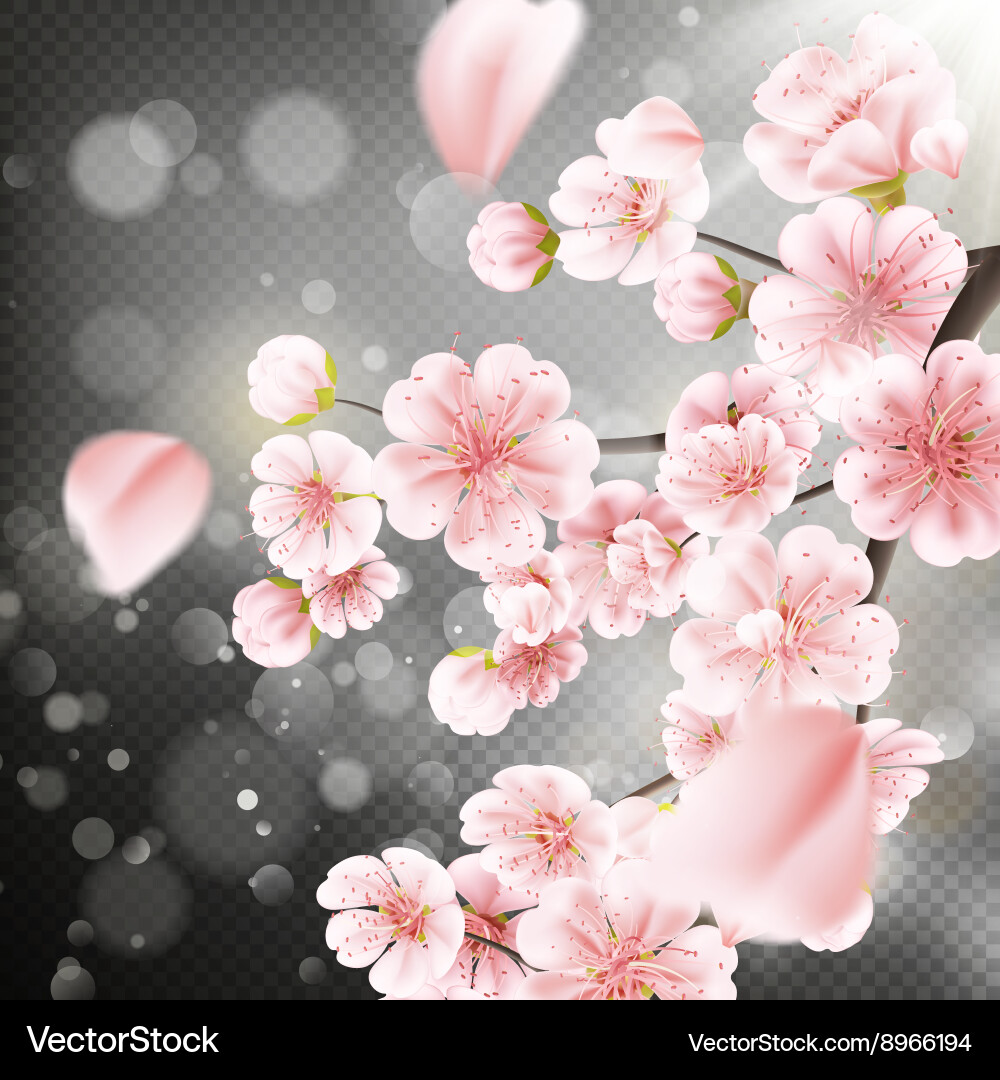 Pink Sakura Blossom Background vector image