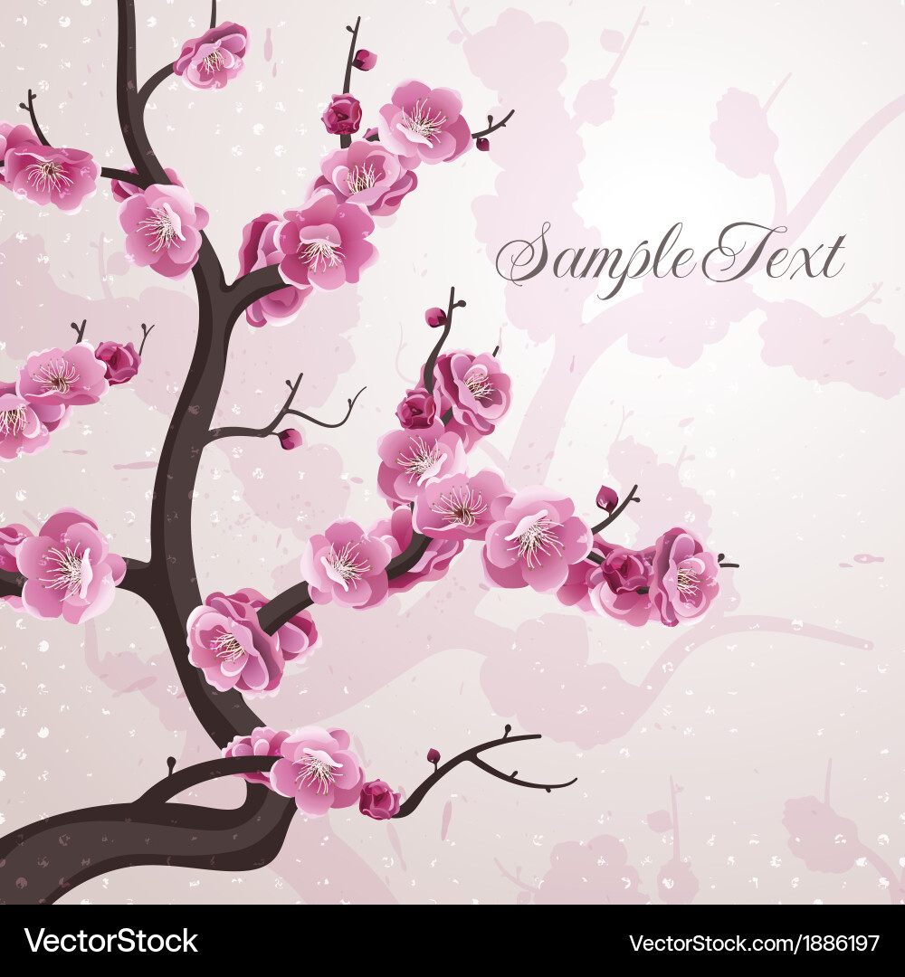 Spring Cherry Blossom Card Vector Image