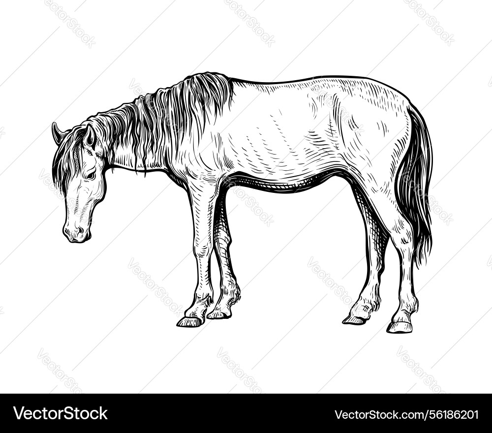 2026 year of the horse 21 2026 year of the horse 21 vector image