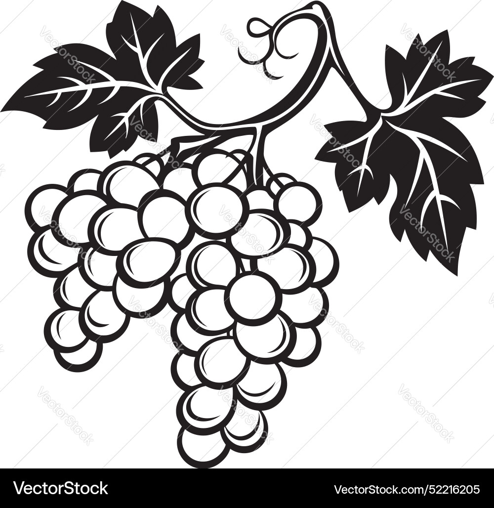 Vine legacy grape with grapefruit icon design vector image