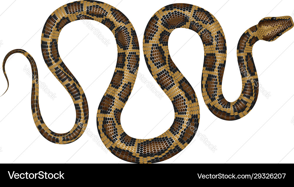 Python Python vector image