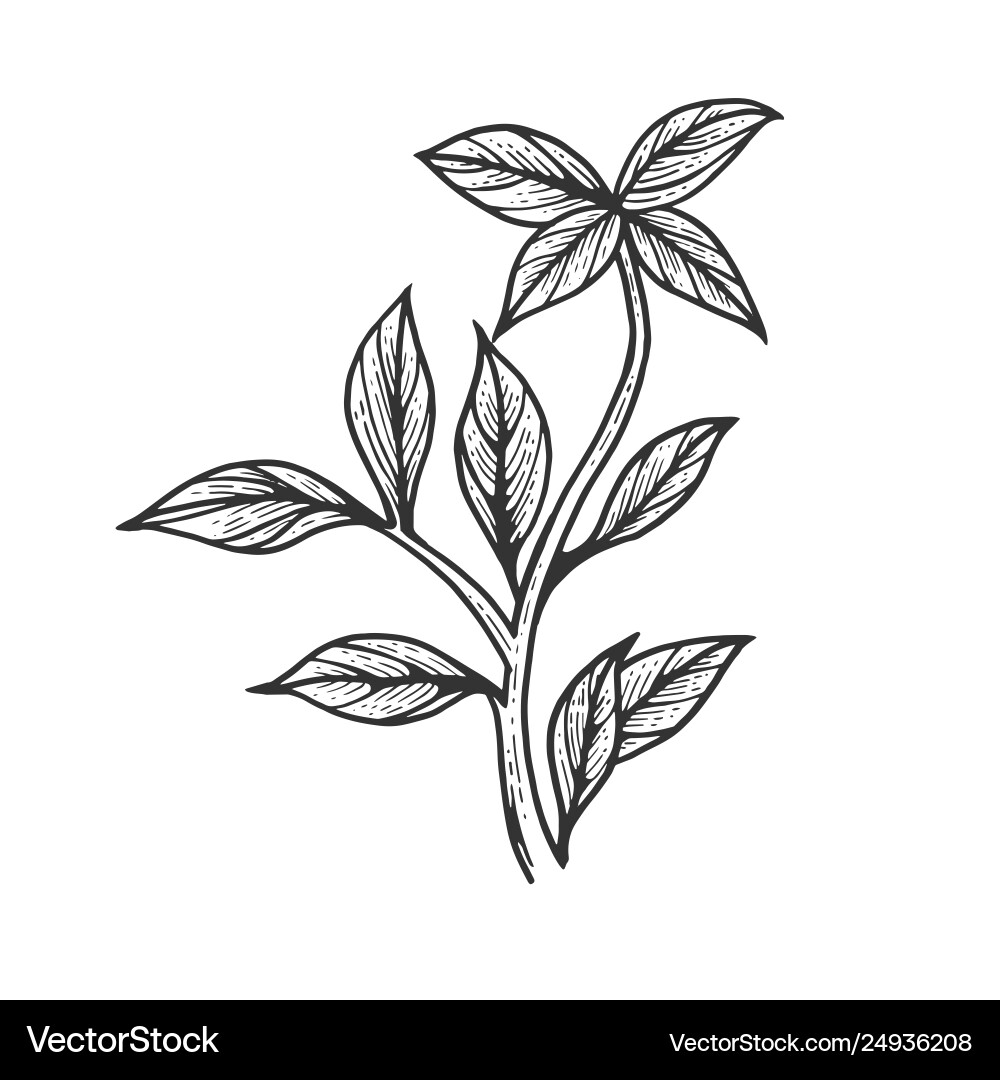 Basil Sketch - Scratch Board Style vector image