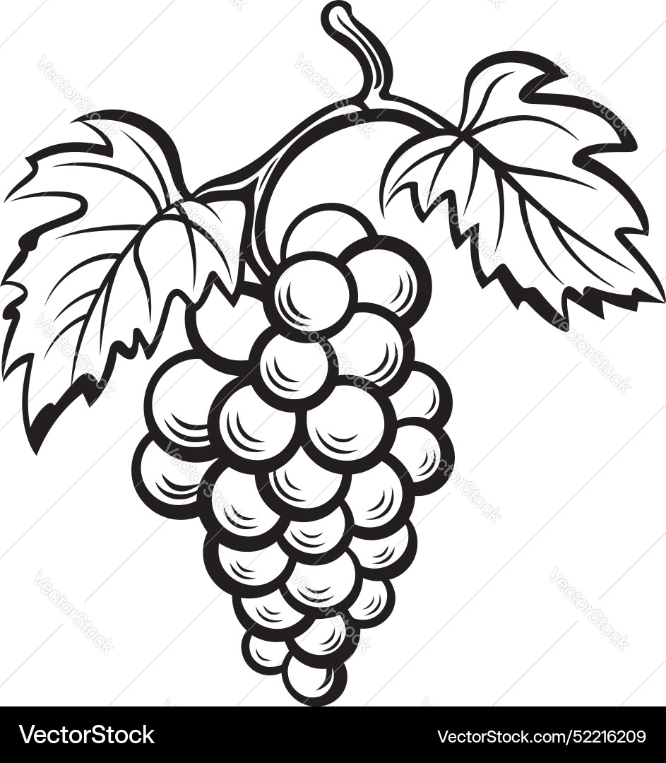 Fruitful union grapevine with grapefruit design Fruitful union grapevine with grapefruit design Vector Image