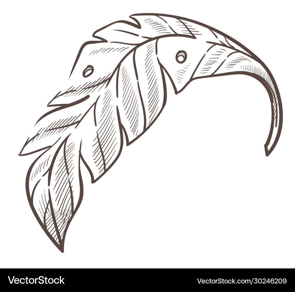Wilde tropische Natur Palmenblatt isoliert Wilde tropische Natur Palmenblatt isoliert vektorbild