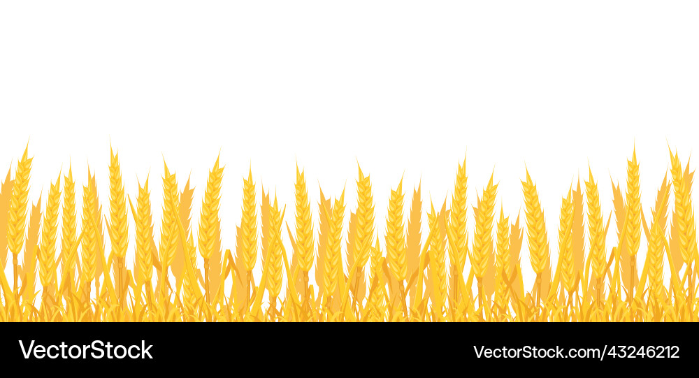 Background of field with wheat border yellow Background of field with wheat border yellow vector image