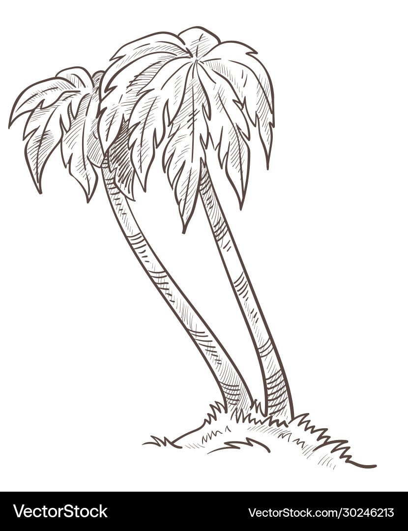 Tropical Palm Grove Sketch Vector Image